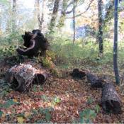 Geschnittes Totholz verbleibt im Bestand &copy; SPSG, M. Hopp